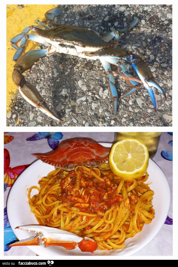 Vaccata