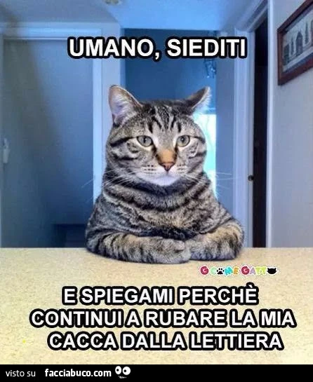 Vaccata