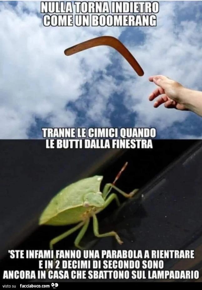 NULLA TORNA INDIETRO COME UN bOOMERANG TRANNE LE CIMICI QUANDO LE BUTTI DALLA FINESTRA A 'STE INFAMI FANNO UNA PARABOLA a RIENTRARE E IN 2 DECIMI DI SECONDO SONO ANCORA IN CASA CHE SBATTONO SUL LAMPADARIO