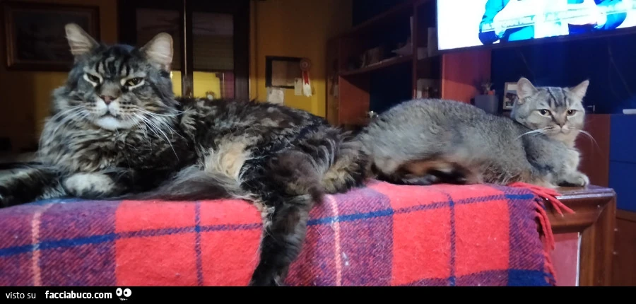Vaccata