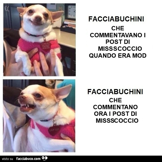 Vaccata