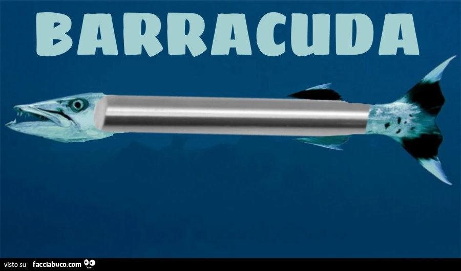 Barracuda