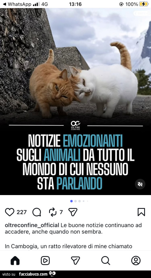 Vaccata