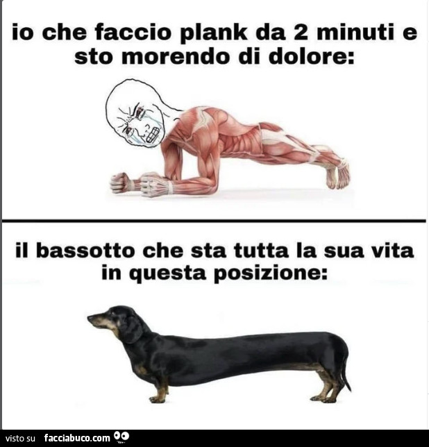 Io che faccio plank da 2 minuti e sto morendo di dolore: il bassotto che sta tutta la sua vita in questa posizione