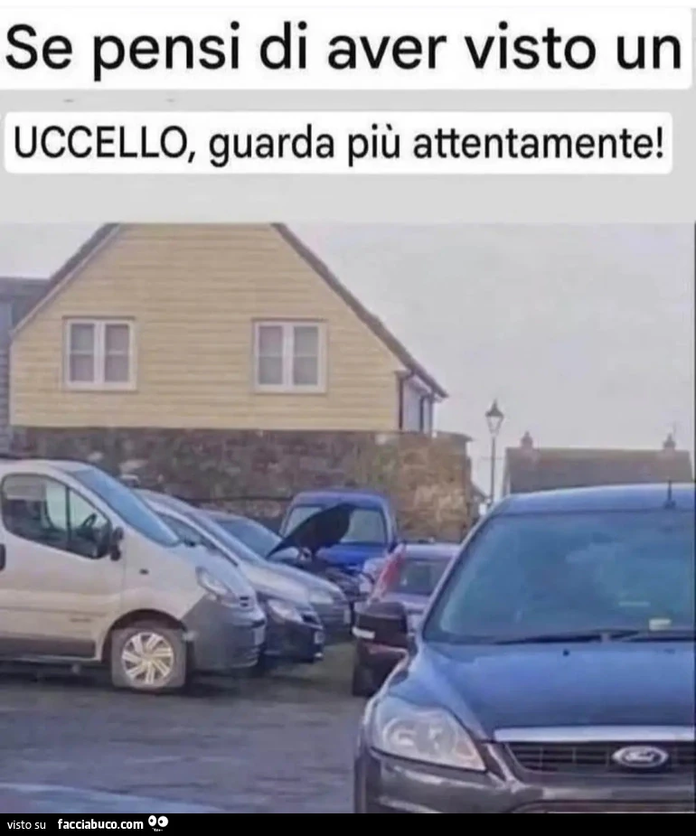 Se pensi di aver visto un uccello guarda più attentamente