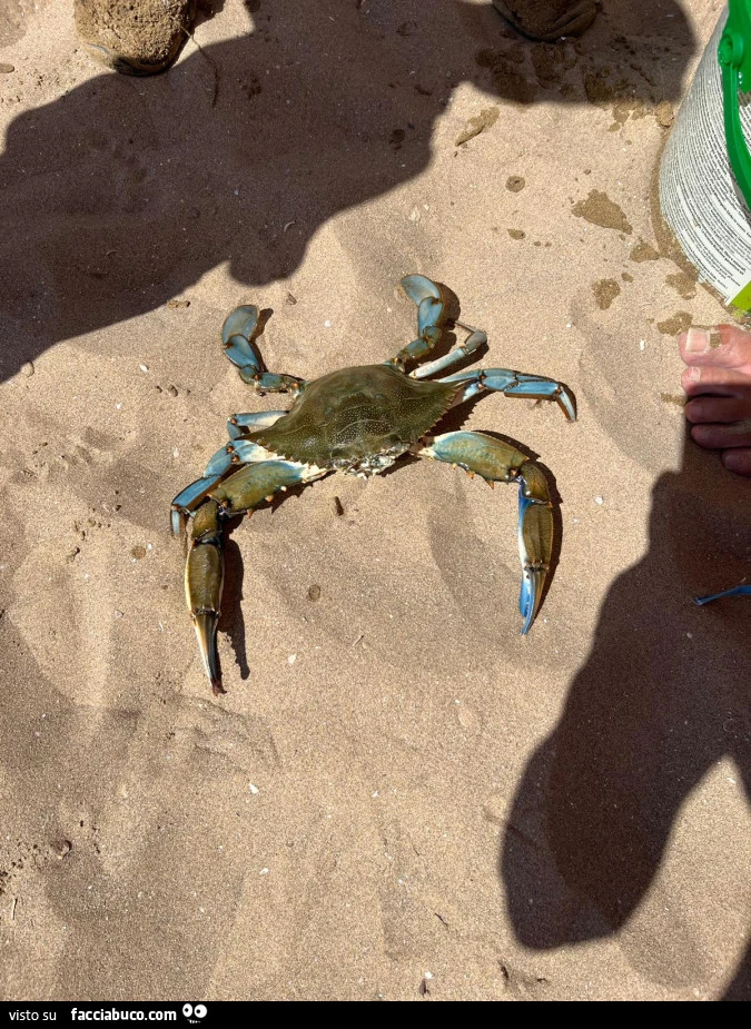 Vaccata