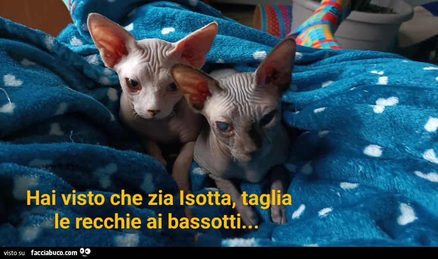 Vaccata