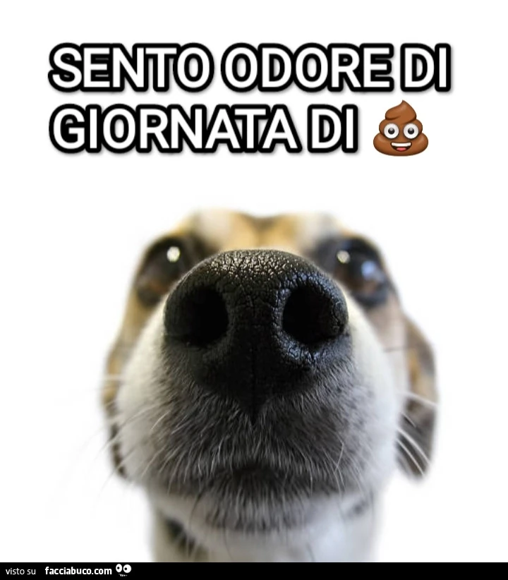 Sento odore