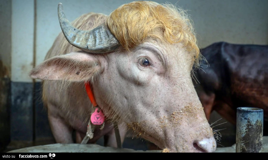 Bufalo sosia di trump