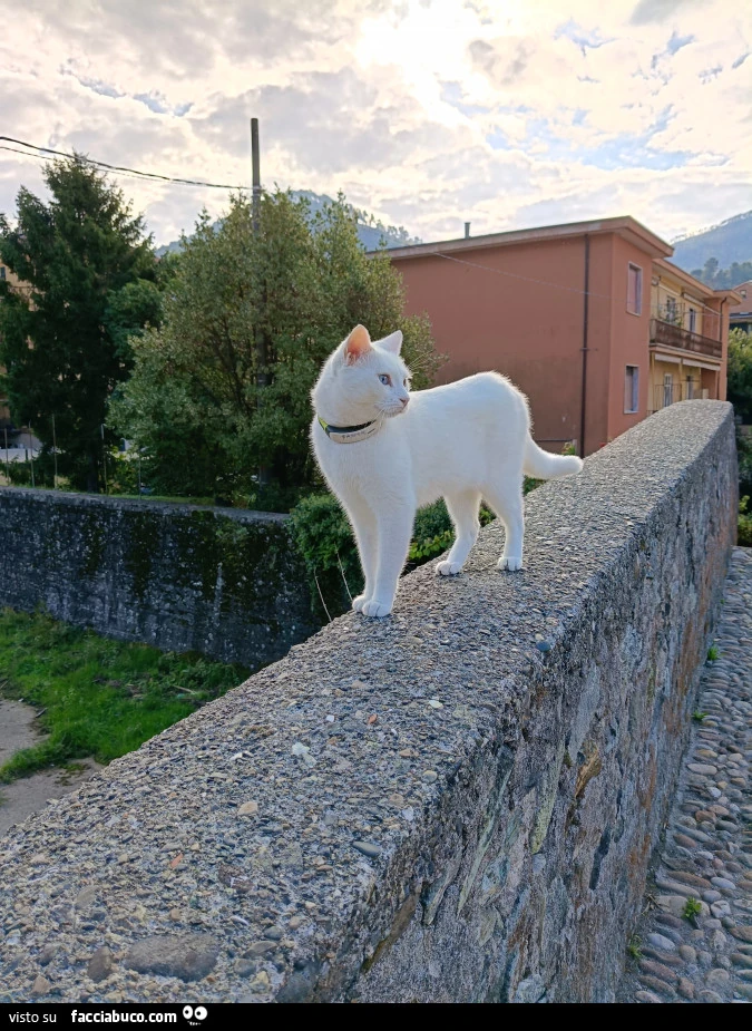 Vaccata