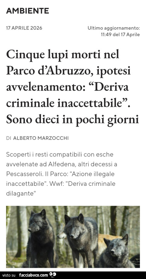 Cinque lupi morti nel parco d'abruzzo, ipotesi avvelenamento: deriva criminale inaccettabile. Sono dieci in pochi giorni