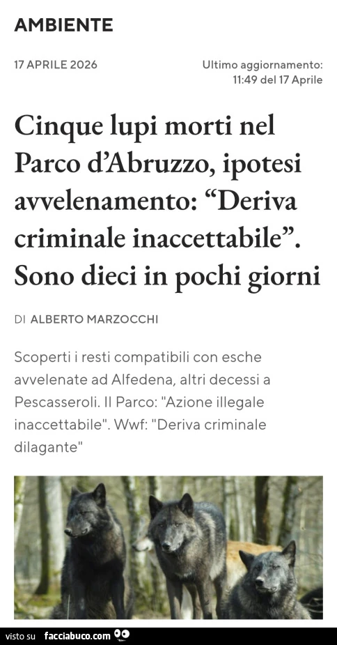 Cinque lupi morti nel parco d'abruzzo, ipotesi avvelenamento: deriva criminale inaccettabile. Sono dieci in pochi giorni