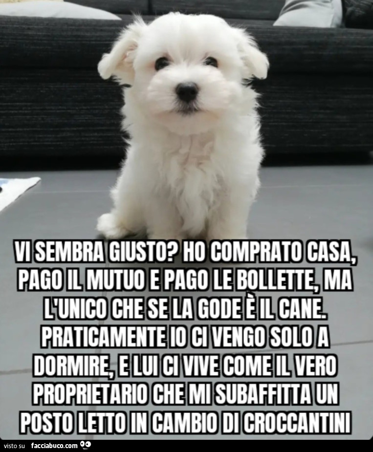 ​Vi sembra giusto? Ho comprato casa, pago il mutuo e pago le bollette, ma l'unico che se la gode è il cane. Praticamente io ci vengo solo a dormire, e lui ci vive come il vero proprietario che mi subaffitta un posto letto in cambio di croccantini