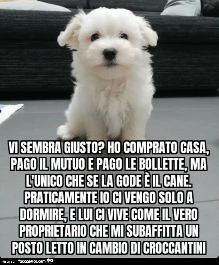 ​Vi sembra giusto? Ho comprato casa, pago il mutuo e pago le bollette, ma l'unico che se la gode è il cane. Praticamente io ci vengo solo a dormire, e lui ci vive come il vero proprietario che mi subaffitta un posto letto in cambio di croccantini