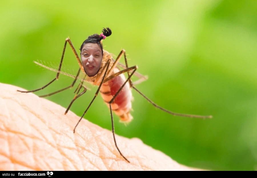 Vaccata