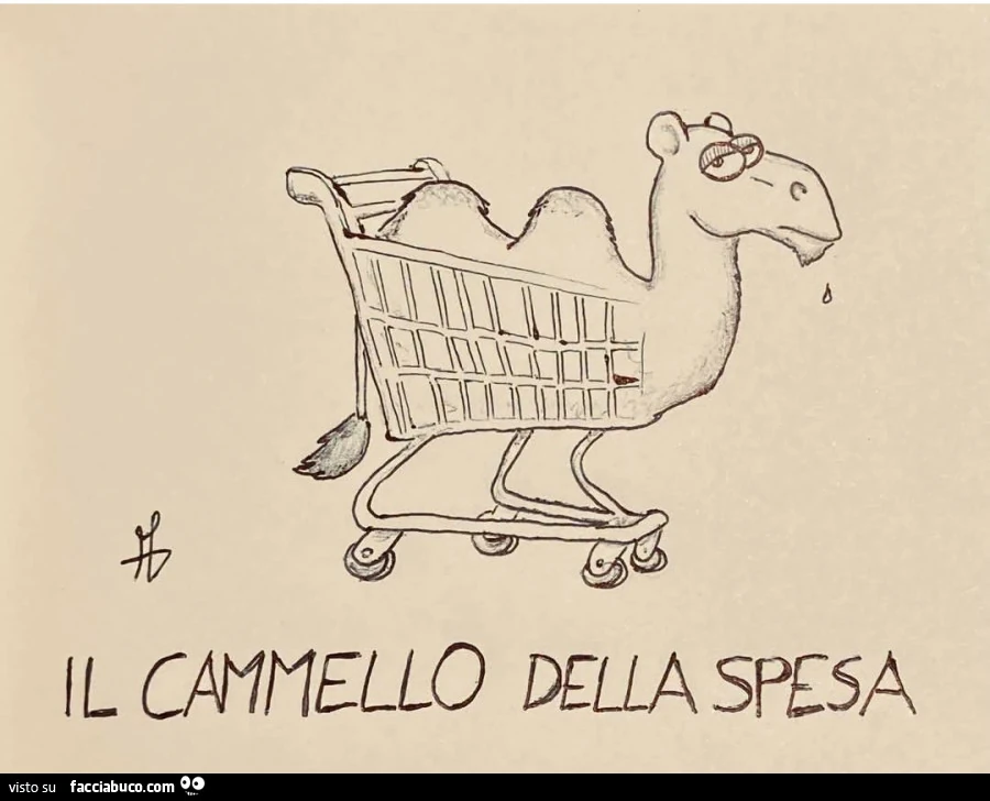 Cammello