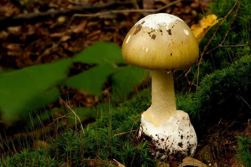 Vaccata