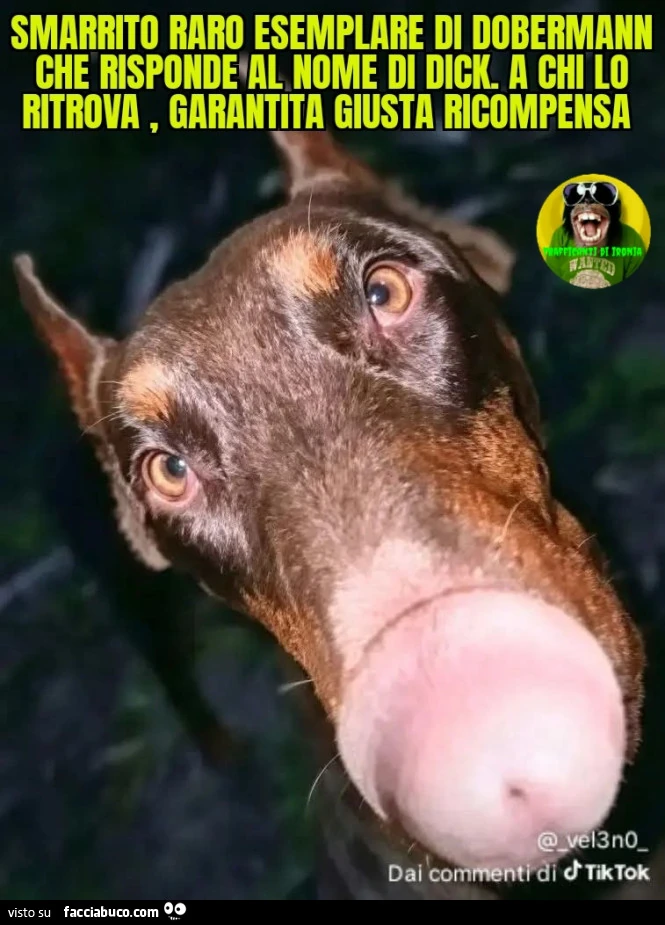 Smarrito raro esemplare di dobermann che risponde al nome di Dick