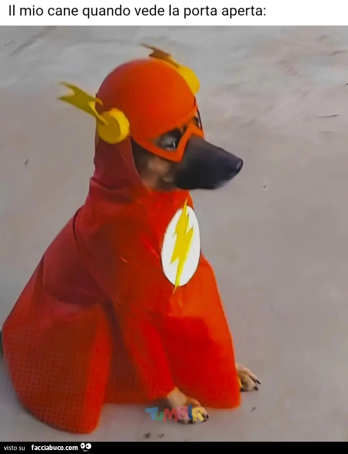 Il mio cane quando vede la porta aperta flash