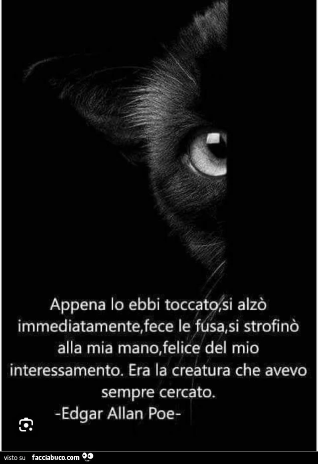 Appena lo ebbi toccato si alzò immediatamente, fece le fusa, si strofinò alla mia mano, felice del mio interessamento. Era la creatura che avevo sempre cercato. Edgar Allan Poe