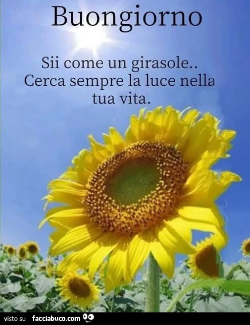 Girasole