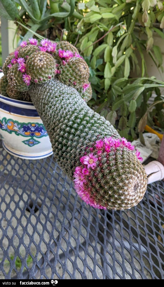 Vaccata