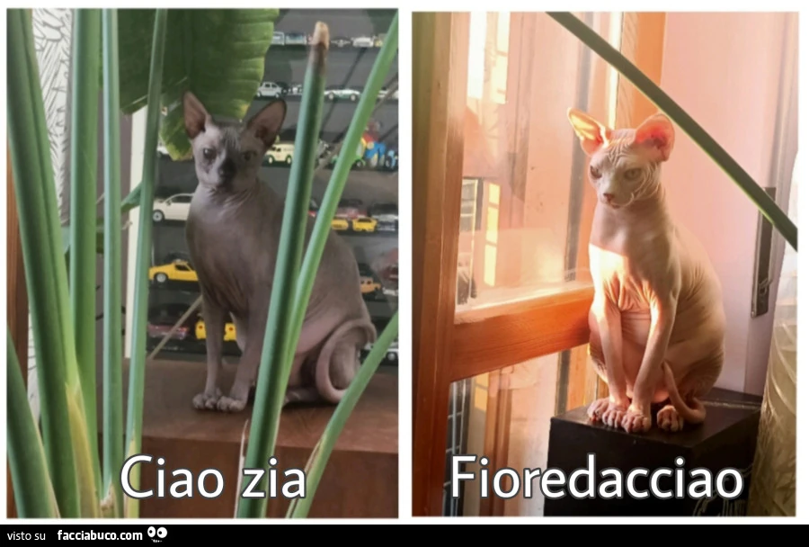Vaccata