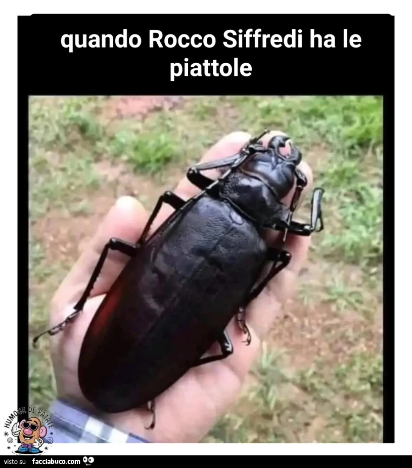 Vaccata