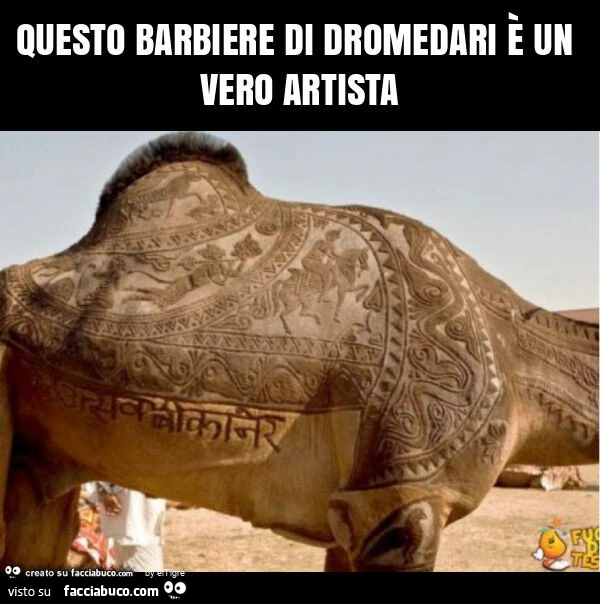 Questo barbiere di dromedari è un vero artista
