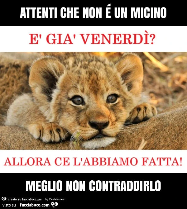 Attenti che non é un micino meglio non contraddirlo