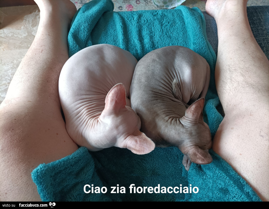 Vaccata