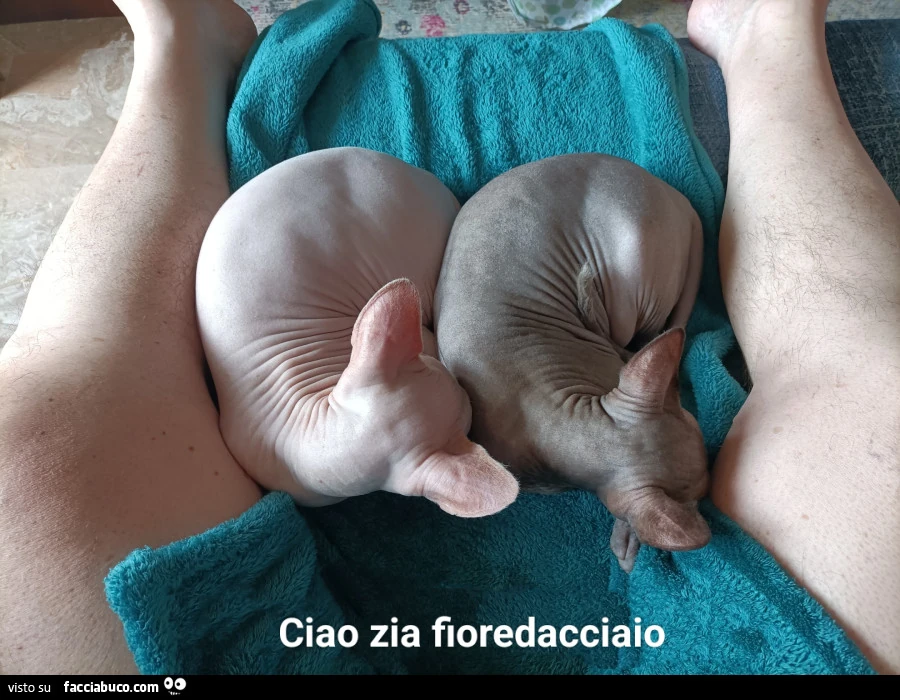 Vaccata