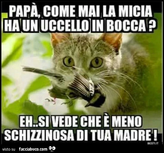 Vaccata