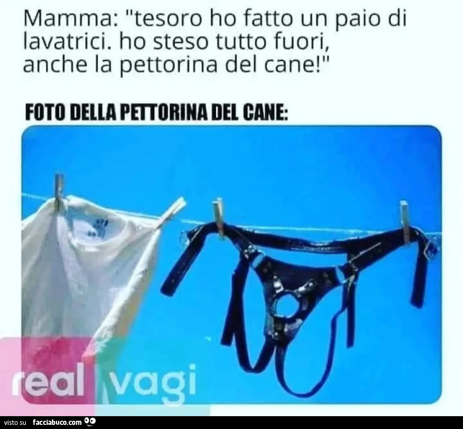 Mamma tesoro ho fatto un paio di lavatrici ho steso tutto fuori, anche la pettorina del cane FOTO DELLAPEETORINA DEL CANE