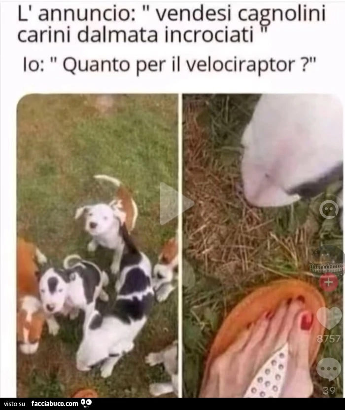 Vaccata
