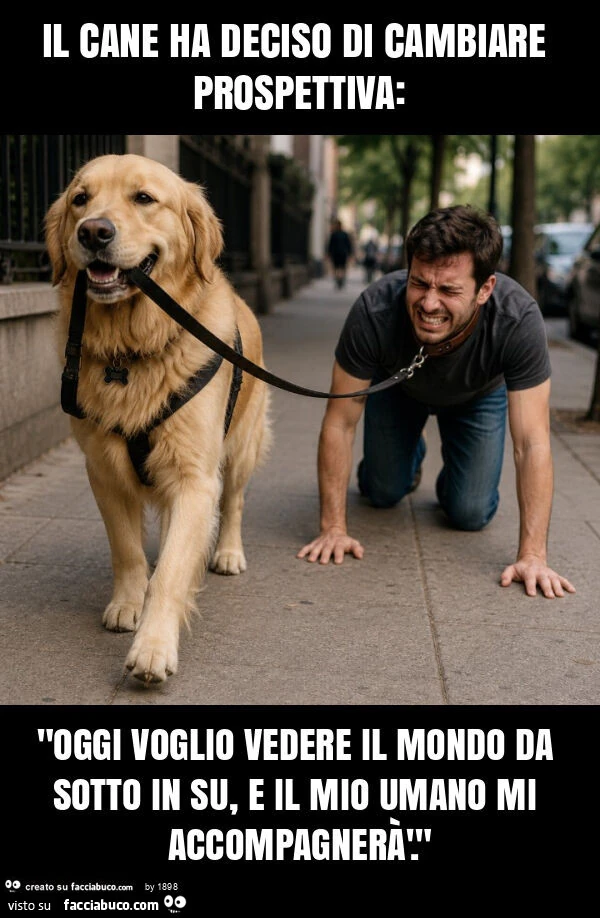 Il cane ha deciso di cambiare prospettiva: "oggi voglio vedere il mondo da sotto in su, e il mio umano mi accompagnerà'. "