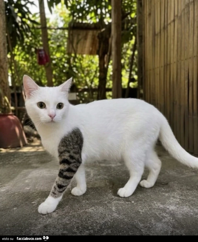 Vaccata