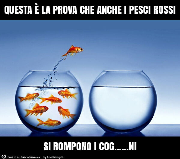 Questa è la prova che anche i pesci rossi si rompono i cog&hellip; ni