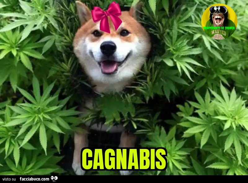 Cagnabis