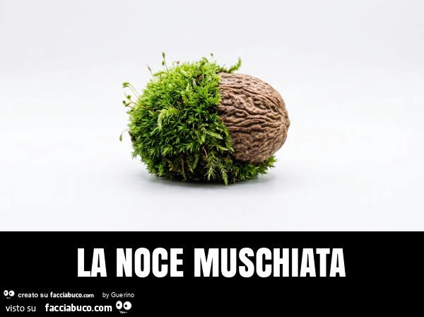 La noce muschiata