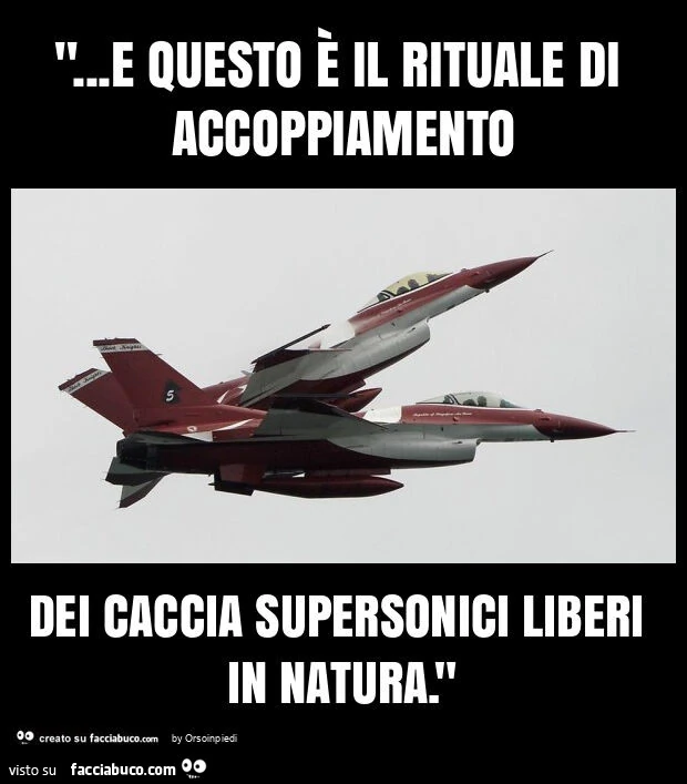 "&hellip; e questo è il rituale di accoppiamento dei caccia supersonici liberi in natura. "