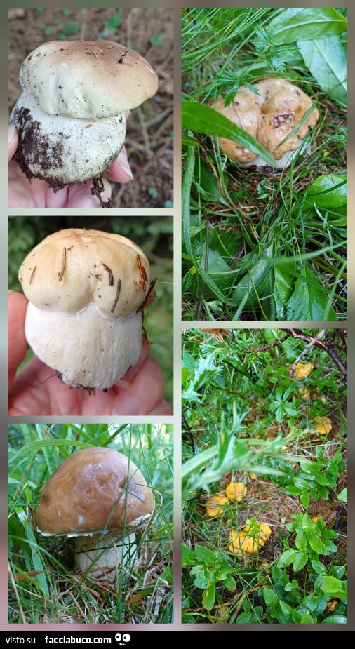 Da qui a ottobre il mio weekend profuma di bosco… e di porcini