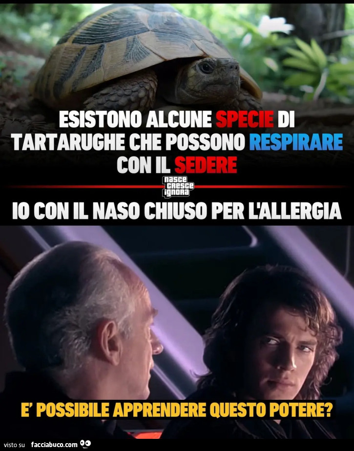 Esistono alcune specie di tartarughe che possono respirare con il sedere io con il naso chiuso per l'allergia è possibile apprendere questo potere