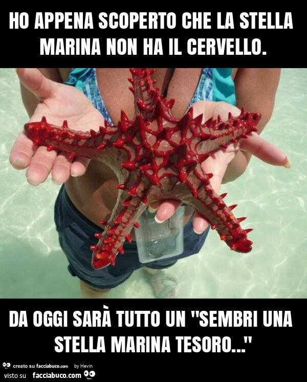Ho appena scoperto che la stella marina non ha il cervello. Da oggi sarà tutto un "sembri una stella marina tesoro&hellip; "