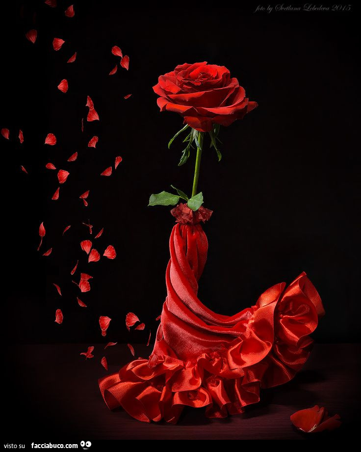 Rosa rossa