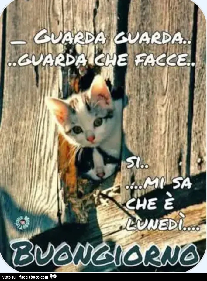 Saluti