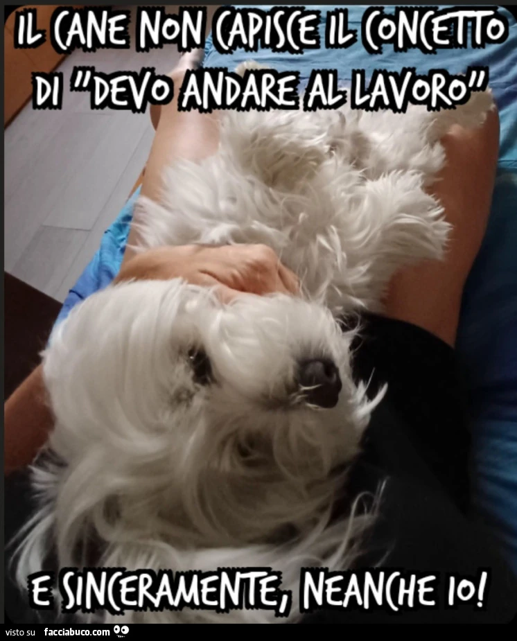 Il cane non capisce il concetto di devo andare al lavoro E sinceramente, neanche io