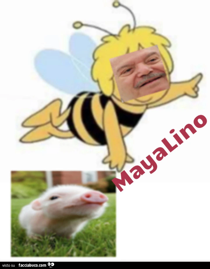 Vaccata
