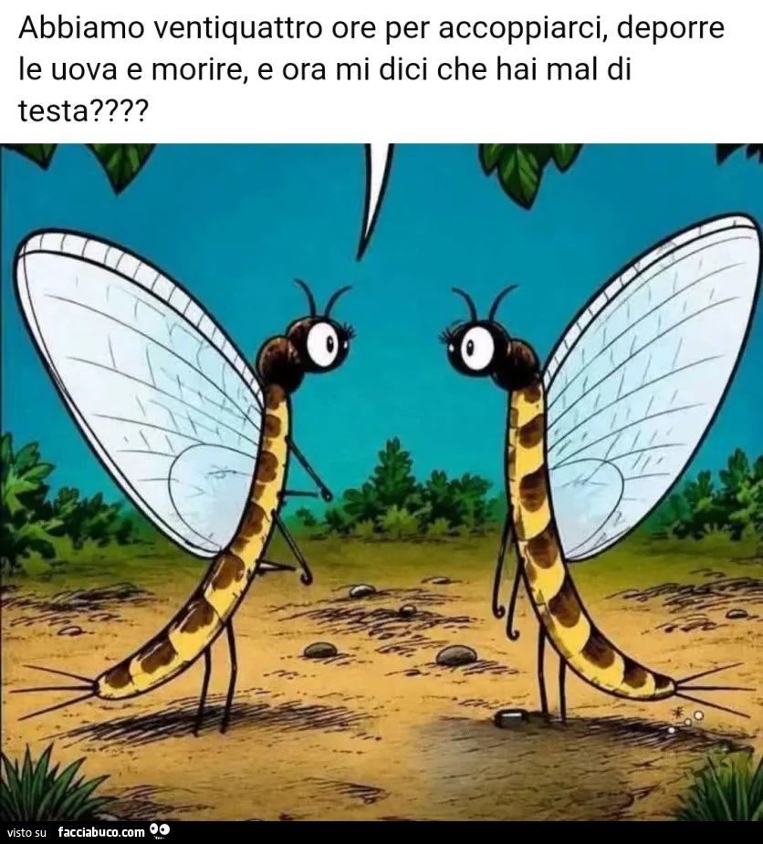 Abbiamo ventiquattro ore per accoppiarci, deporre le uova e morire, e ora mi dici che hai mal di testa