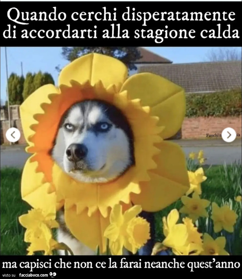Vaccata